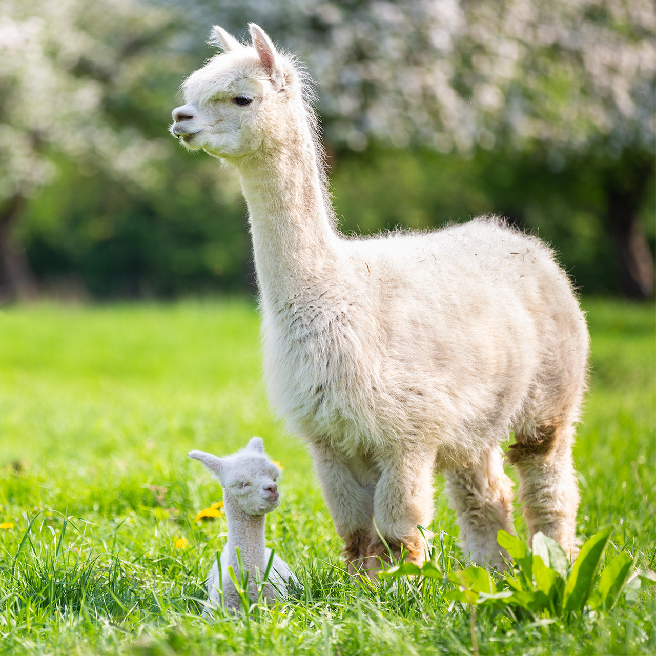 Fluffy Llama Baby Fluffy Llama Baby