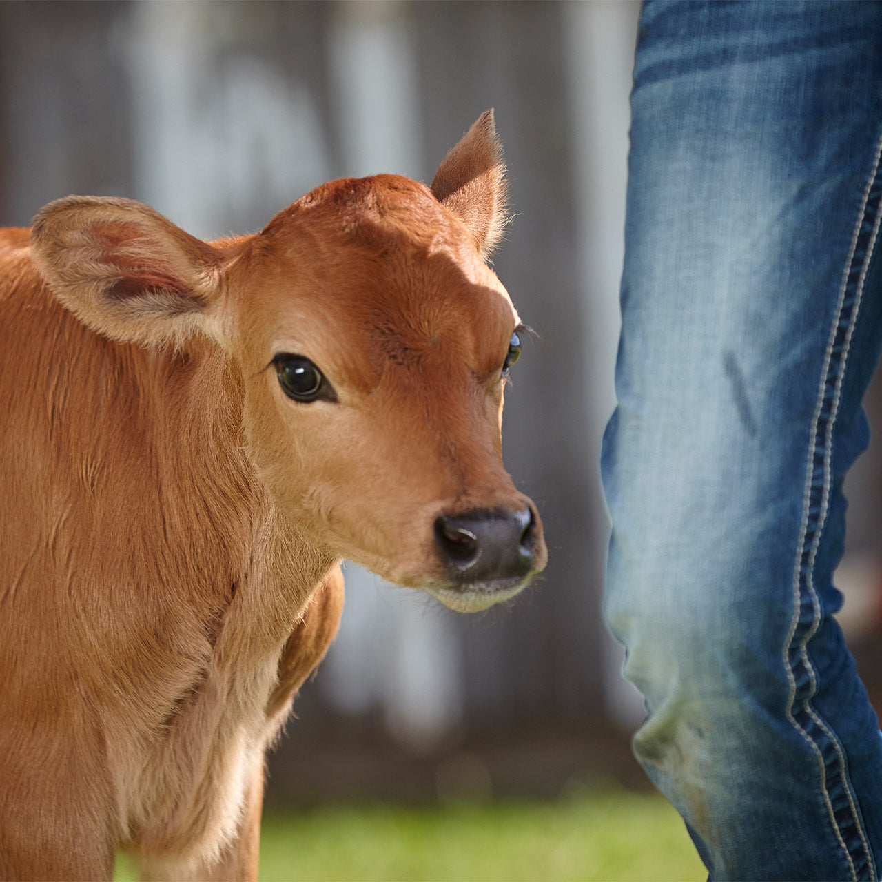 4 Things to know about calf colostrum quality, quantity & timing