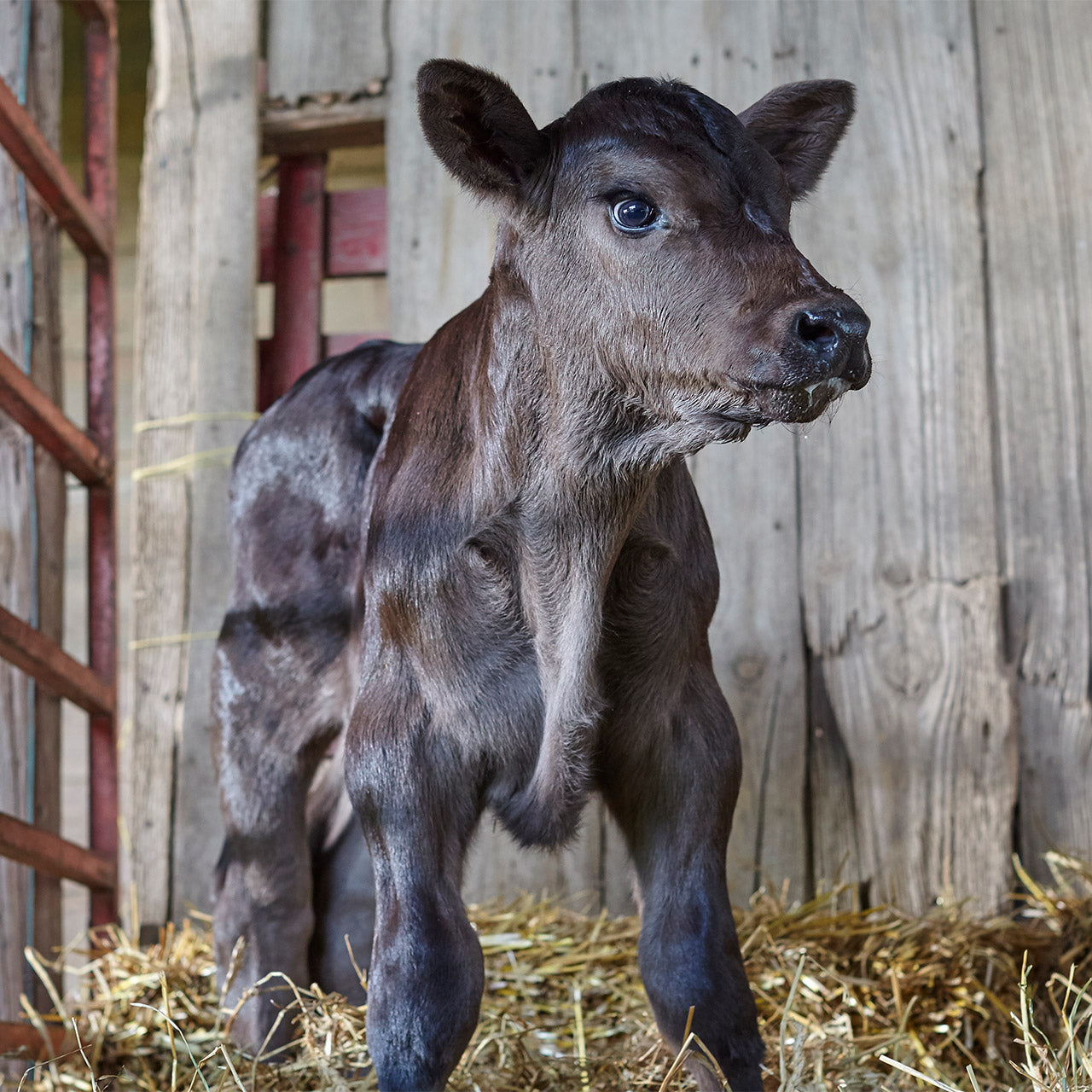 4 Keys to raising bottle calves in winter