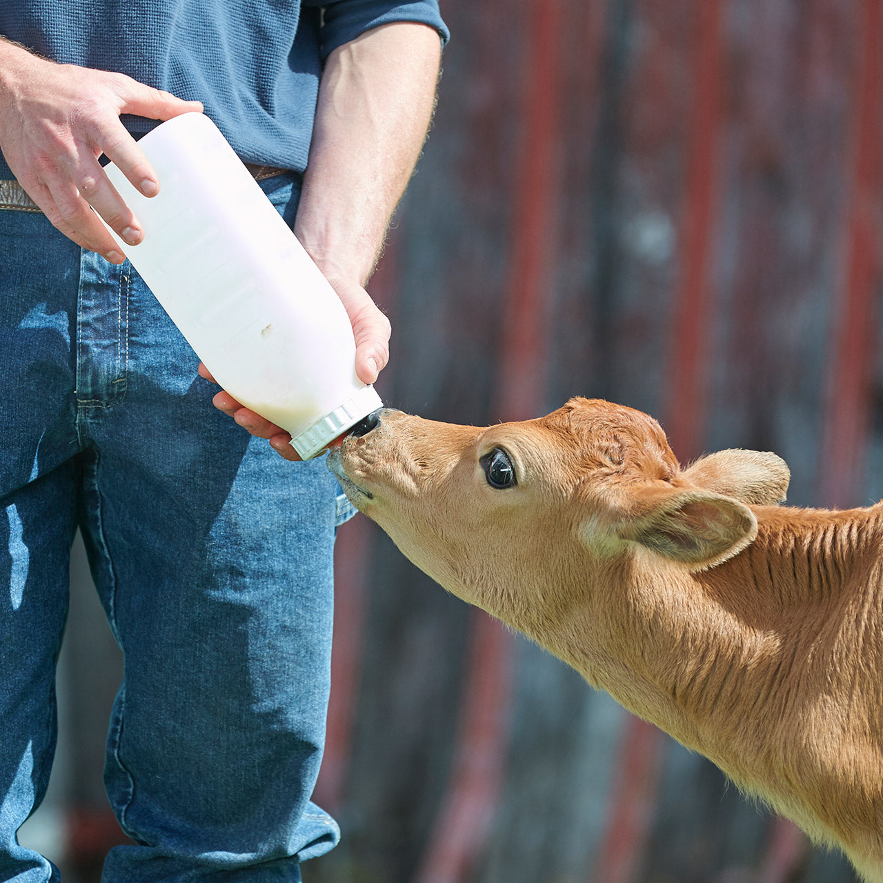 What to look for in a quality calf milk replacer