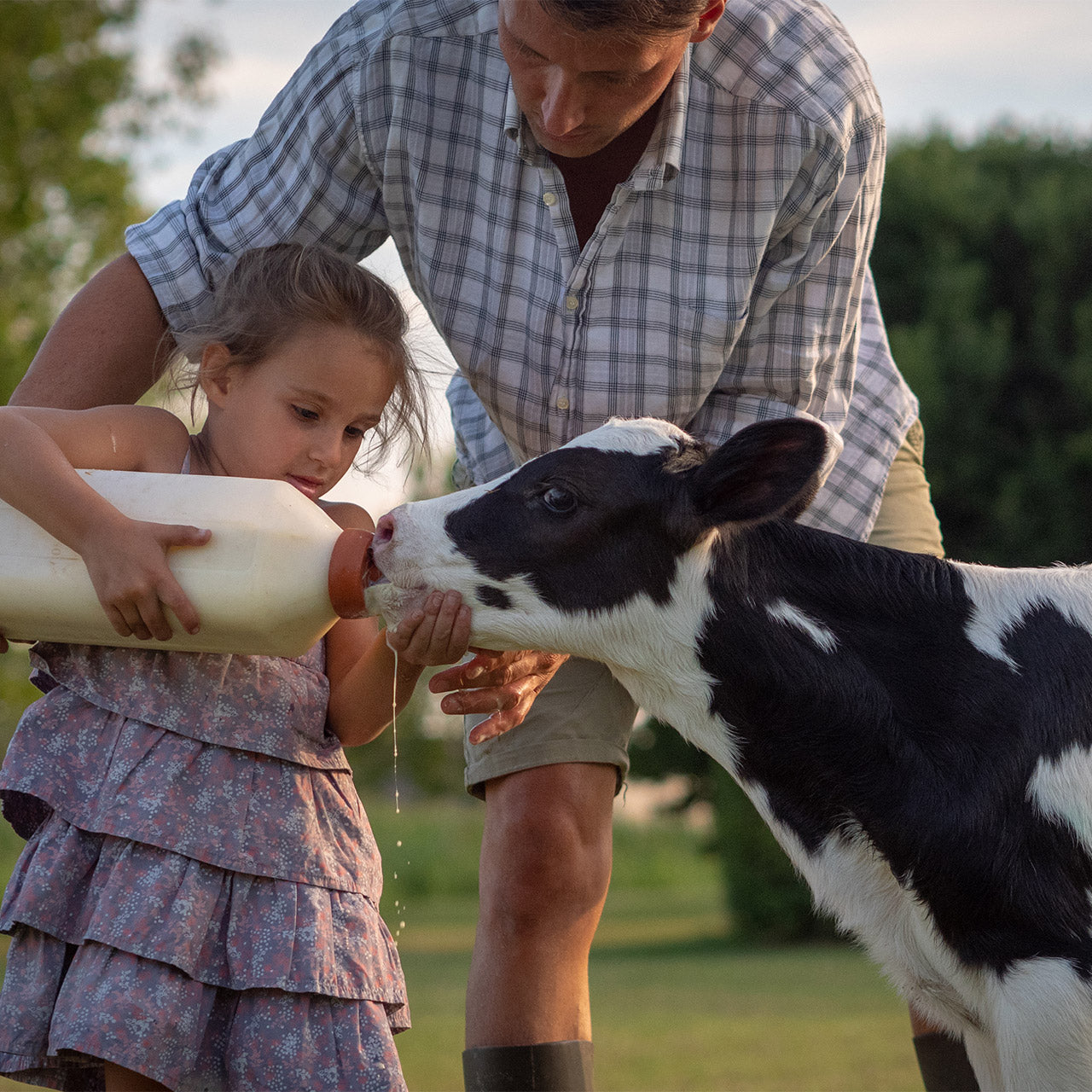 4 Tips to raising healthy bottle calves
