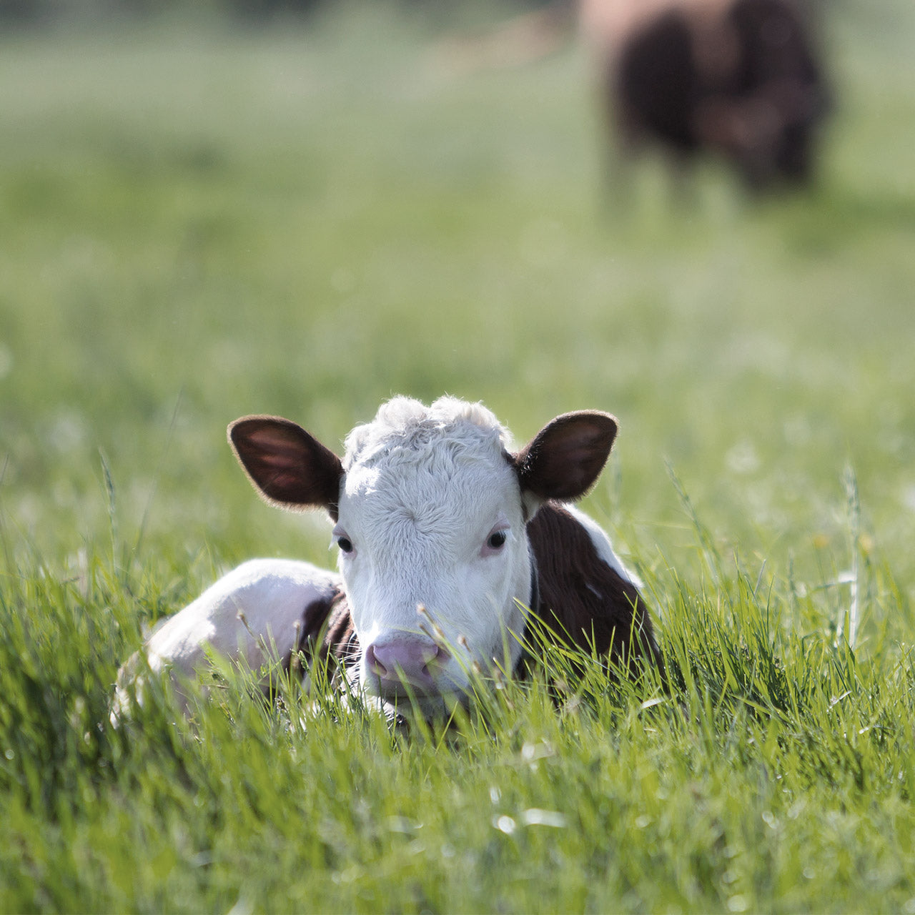 5 Ways to help your calves beat summer's heat