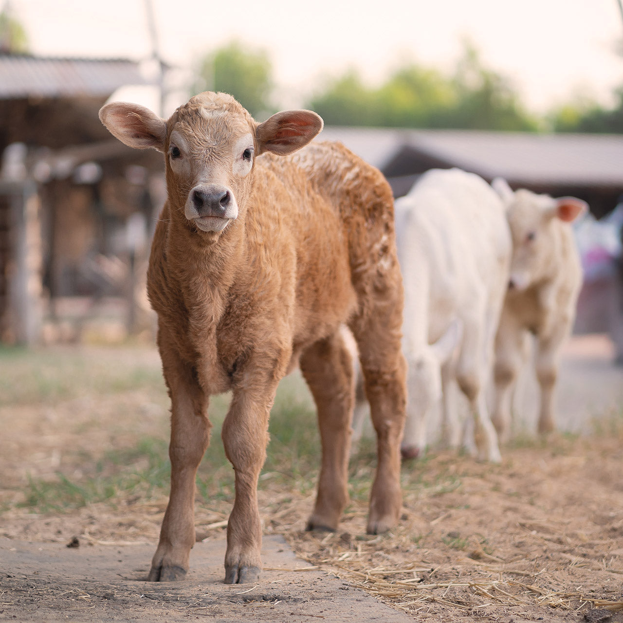 5 Essentials for raising healthy calves