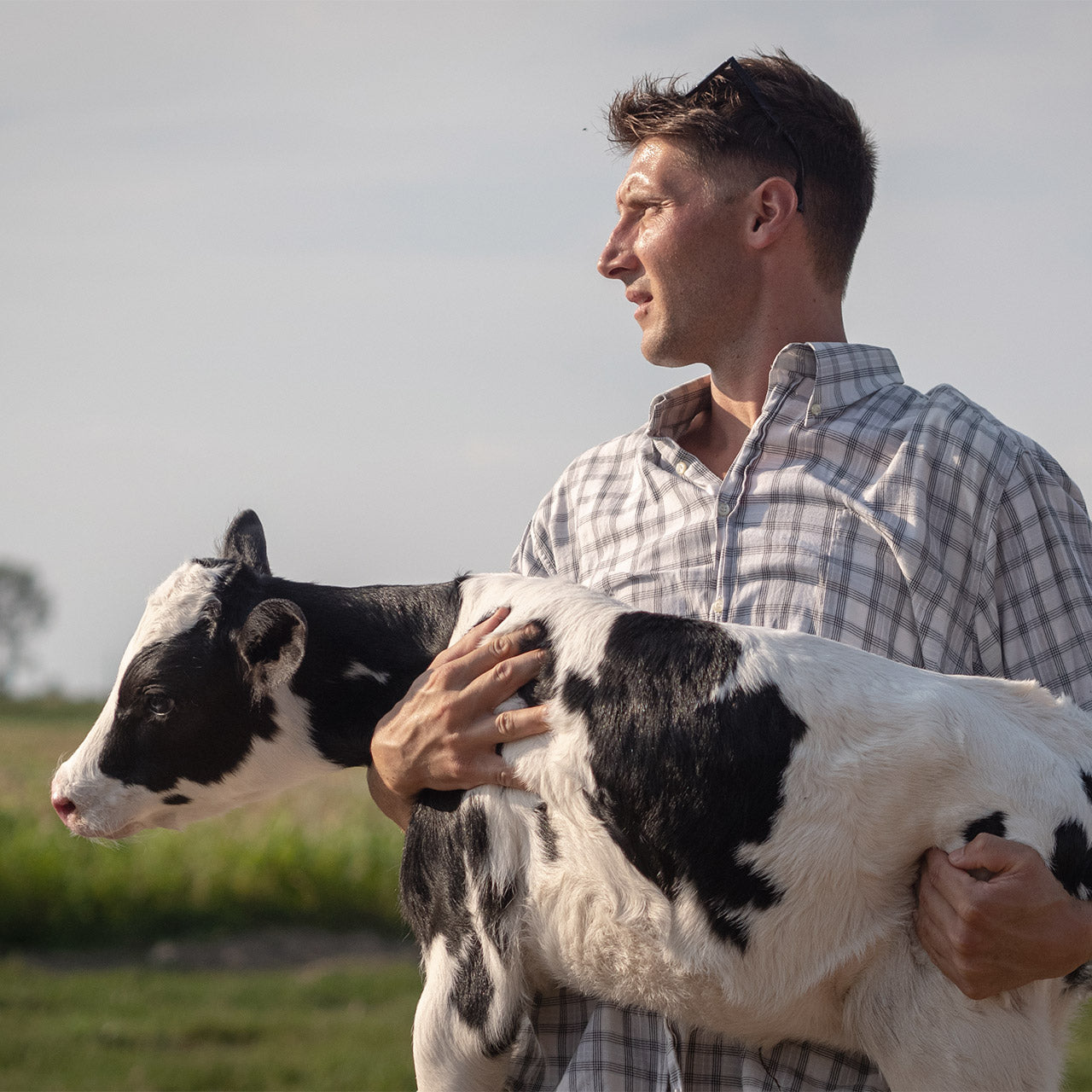 How to feed your calf in the first few weeks