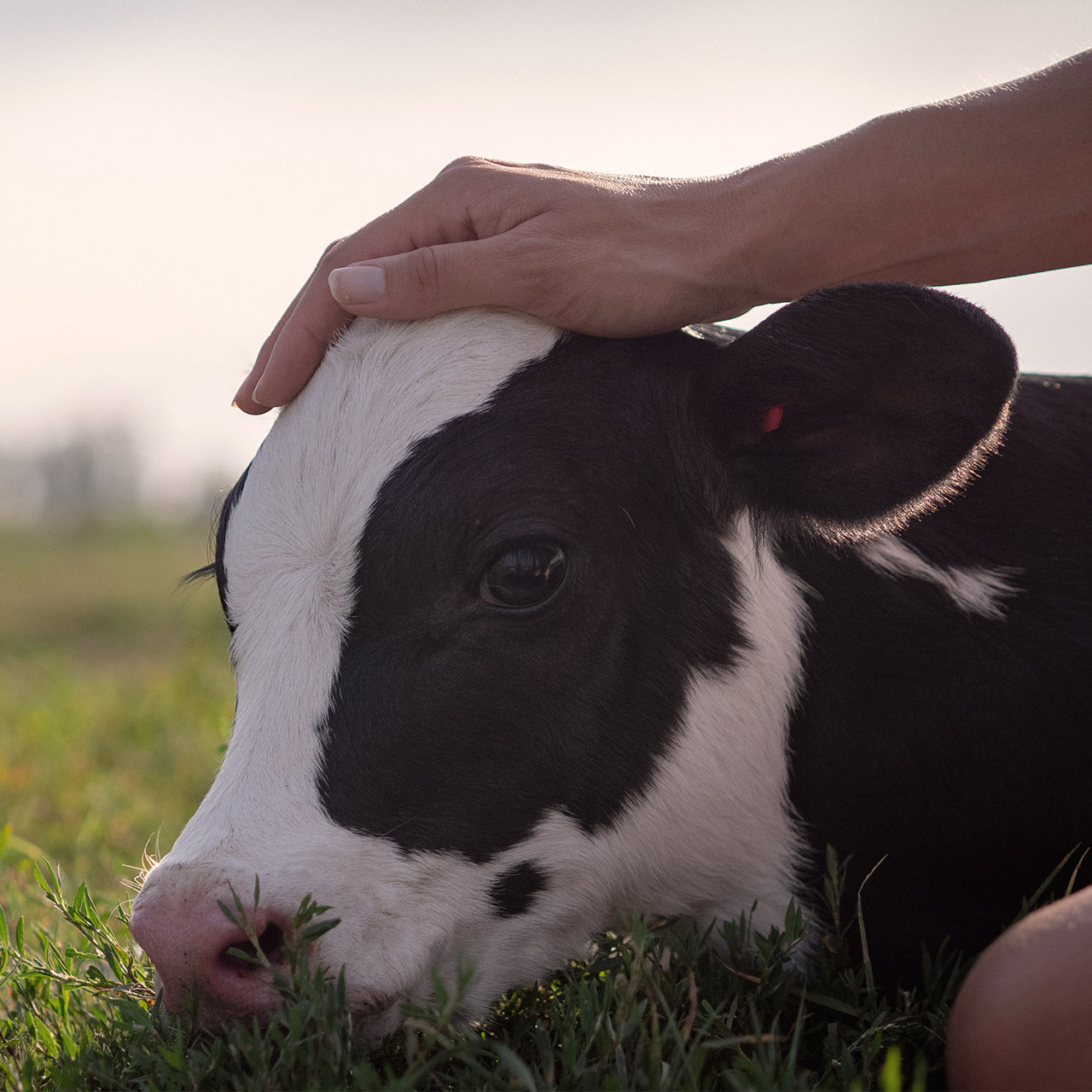 How to keep your calves happy and healthy in times of stress