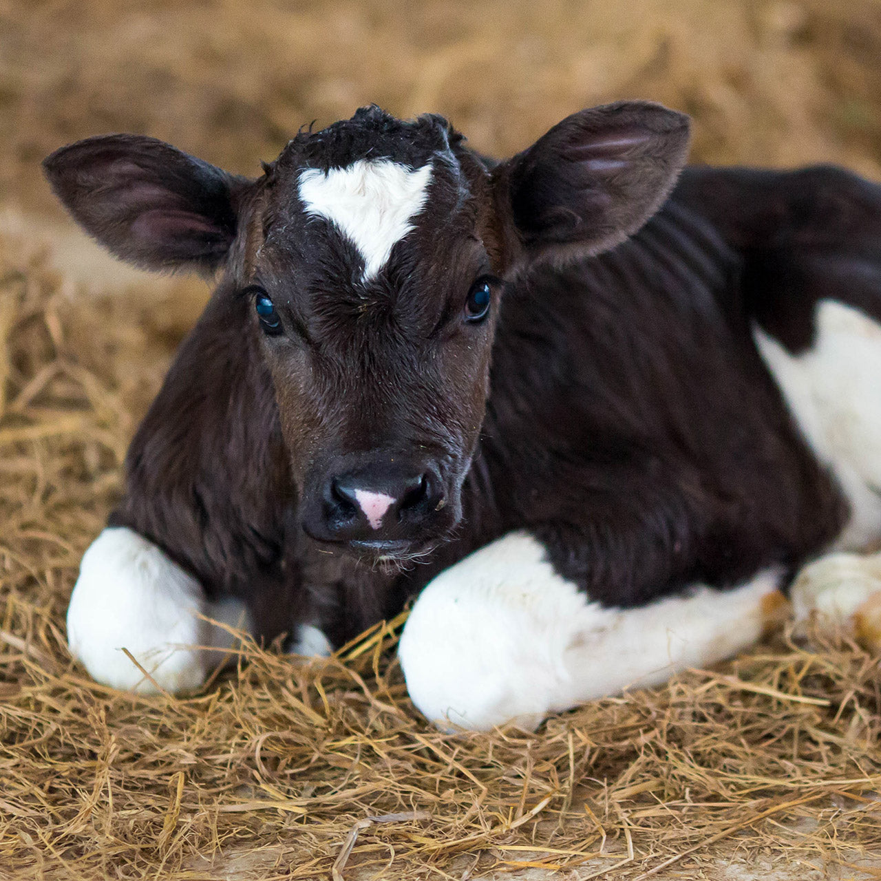 Keep your calf comfortable with proper housing