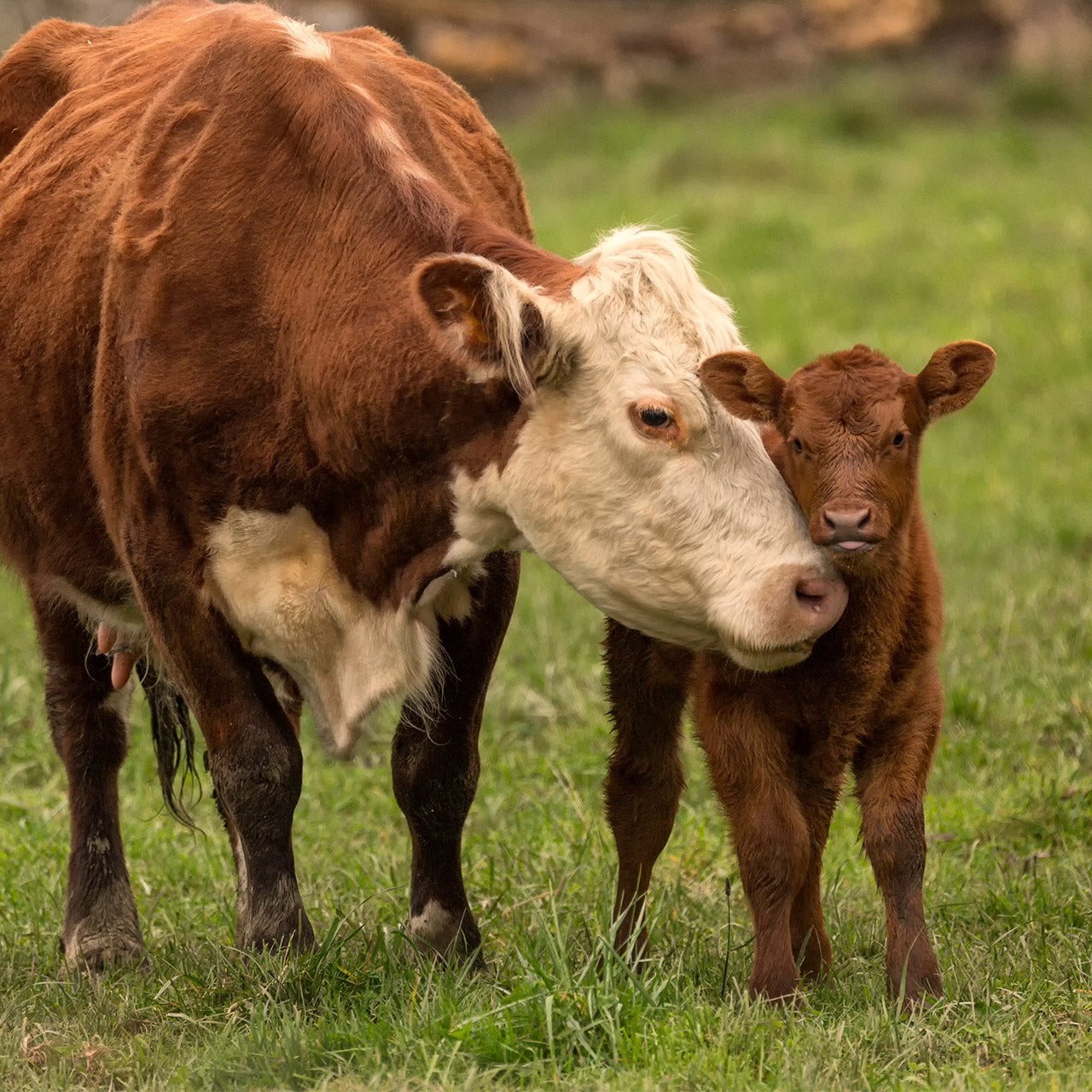 5 Things to know before your cow gives birth