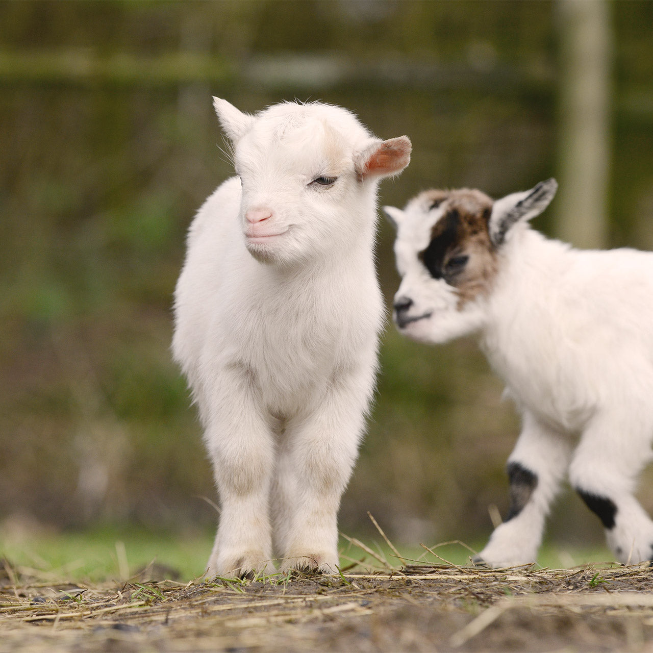 How to choose the right milk replacer for your goat kids
