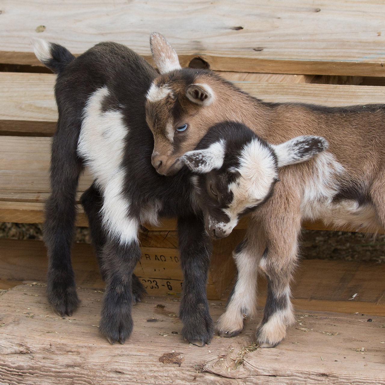 Scours in goats: How electrolytes can help