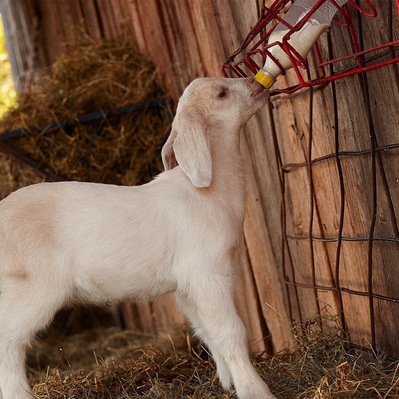 Kick-start your goat kid's health and nutrition from day one