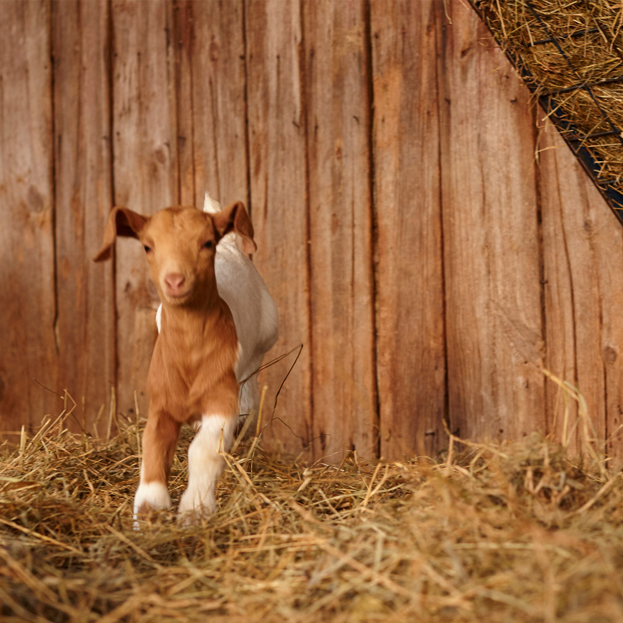 3 Essentials of great goat housing