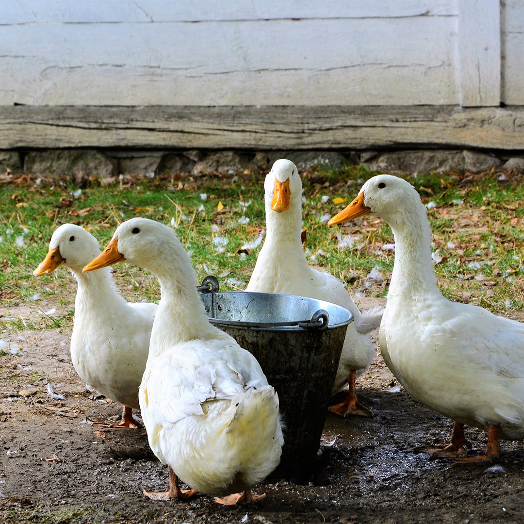 Complete approach to your flock's gut health