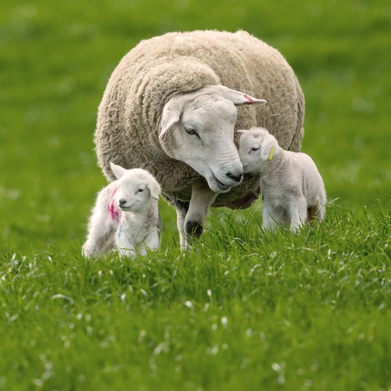 4 Colostrum feeding tips to prepare for lambing