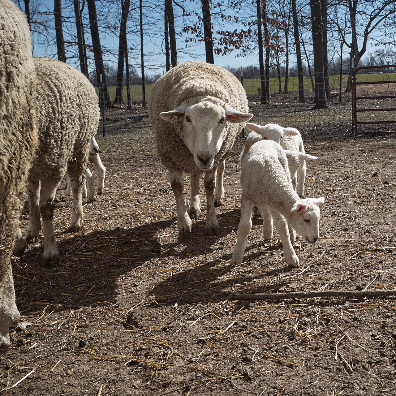 What to know before expanding your sheep flock