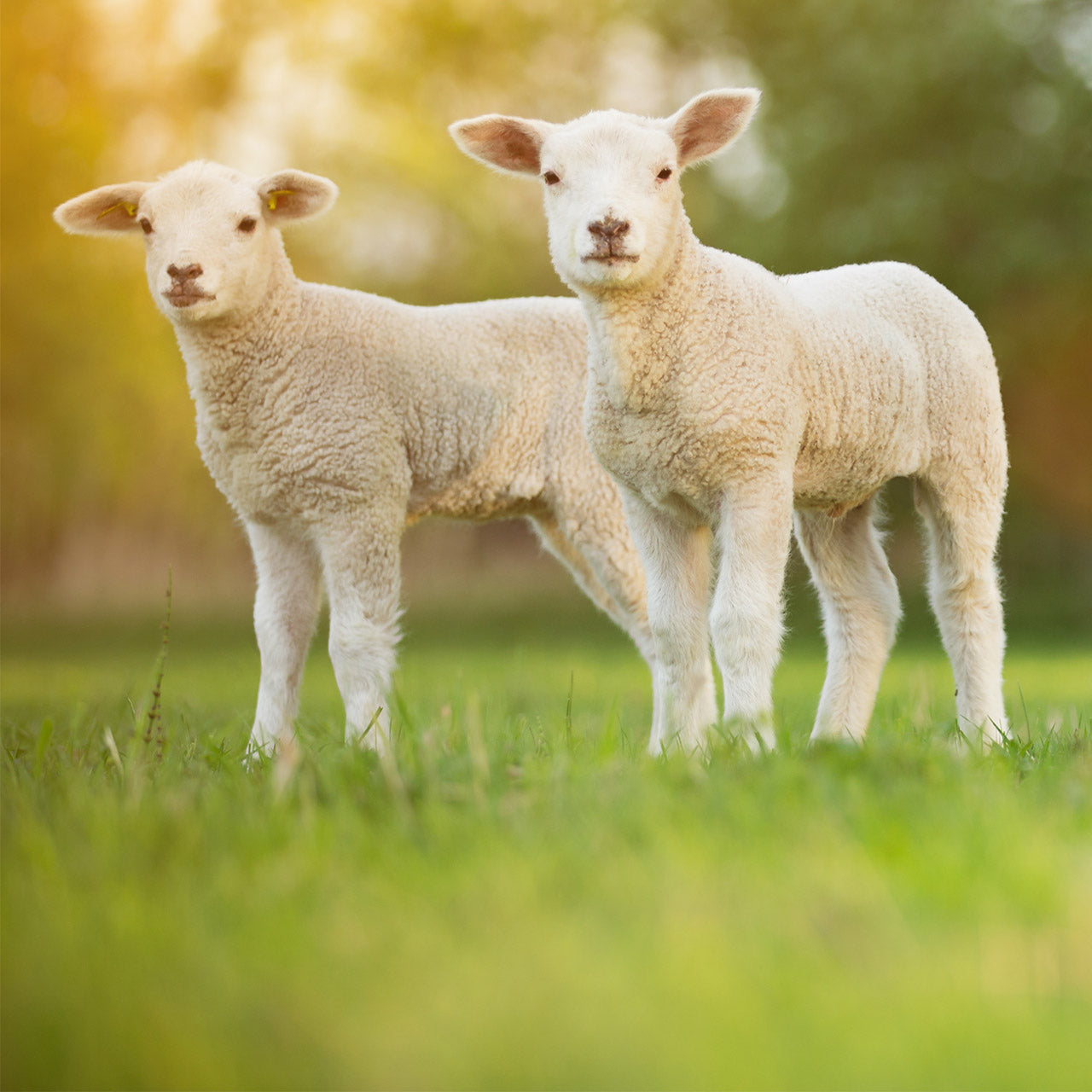 Help your sheep beat the summer heat