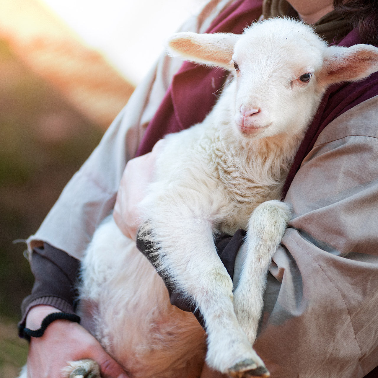 6 Tips for weaning lambs off milk
