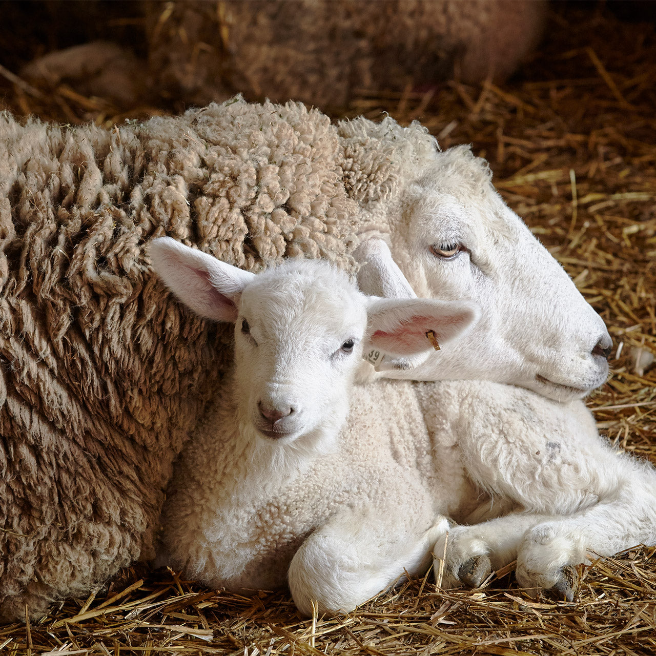 How to provide your lamb proper nutrition from the start