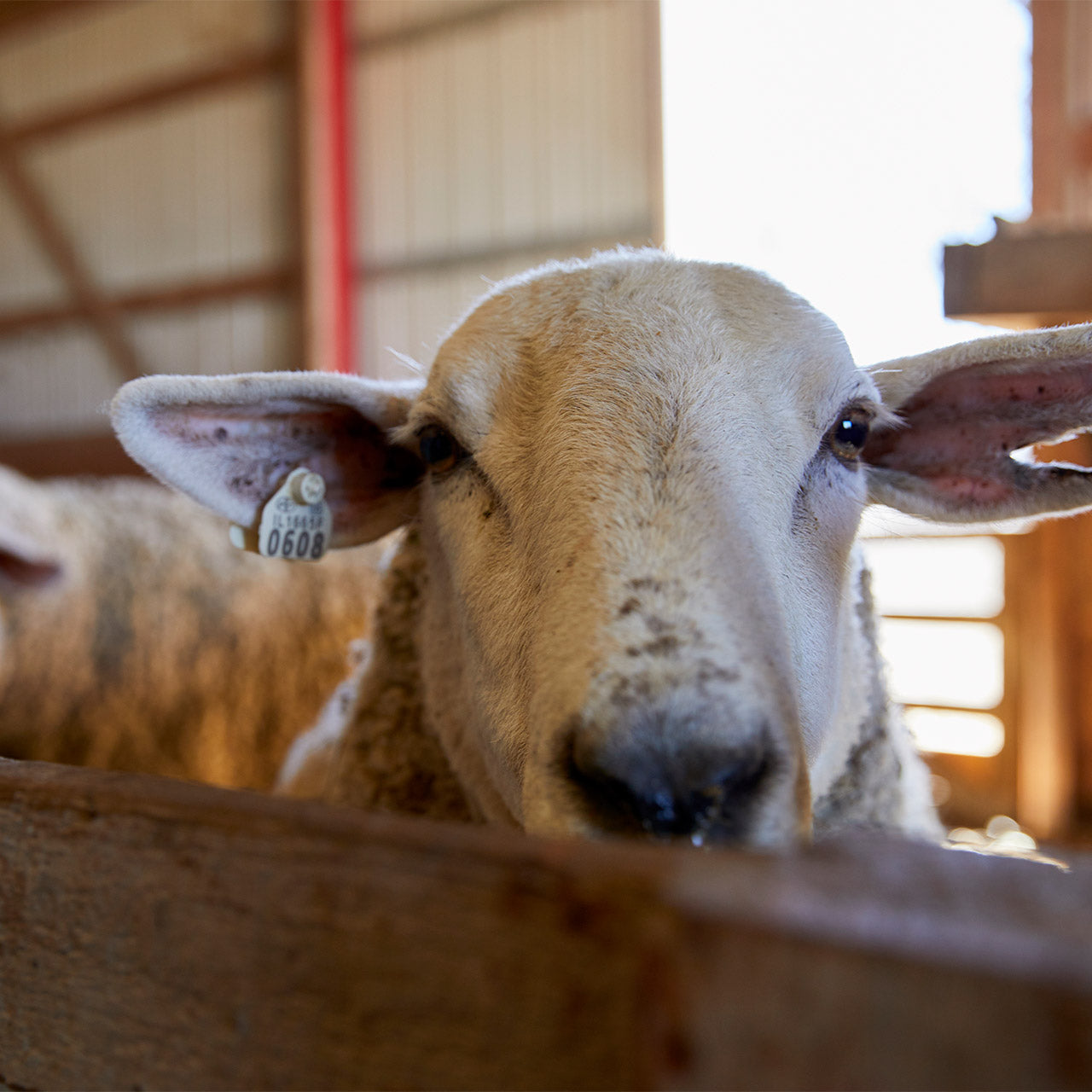 How to provide the right housing for your lambs