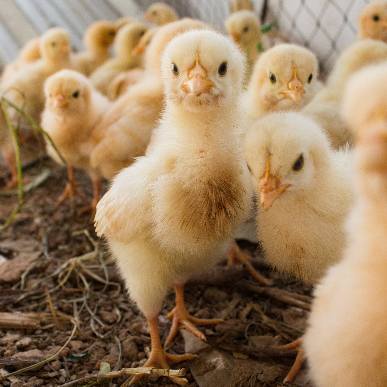 Tips for a bountiful laying season with your hens