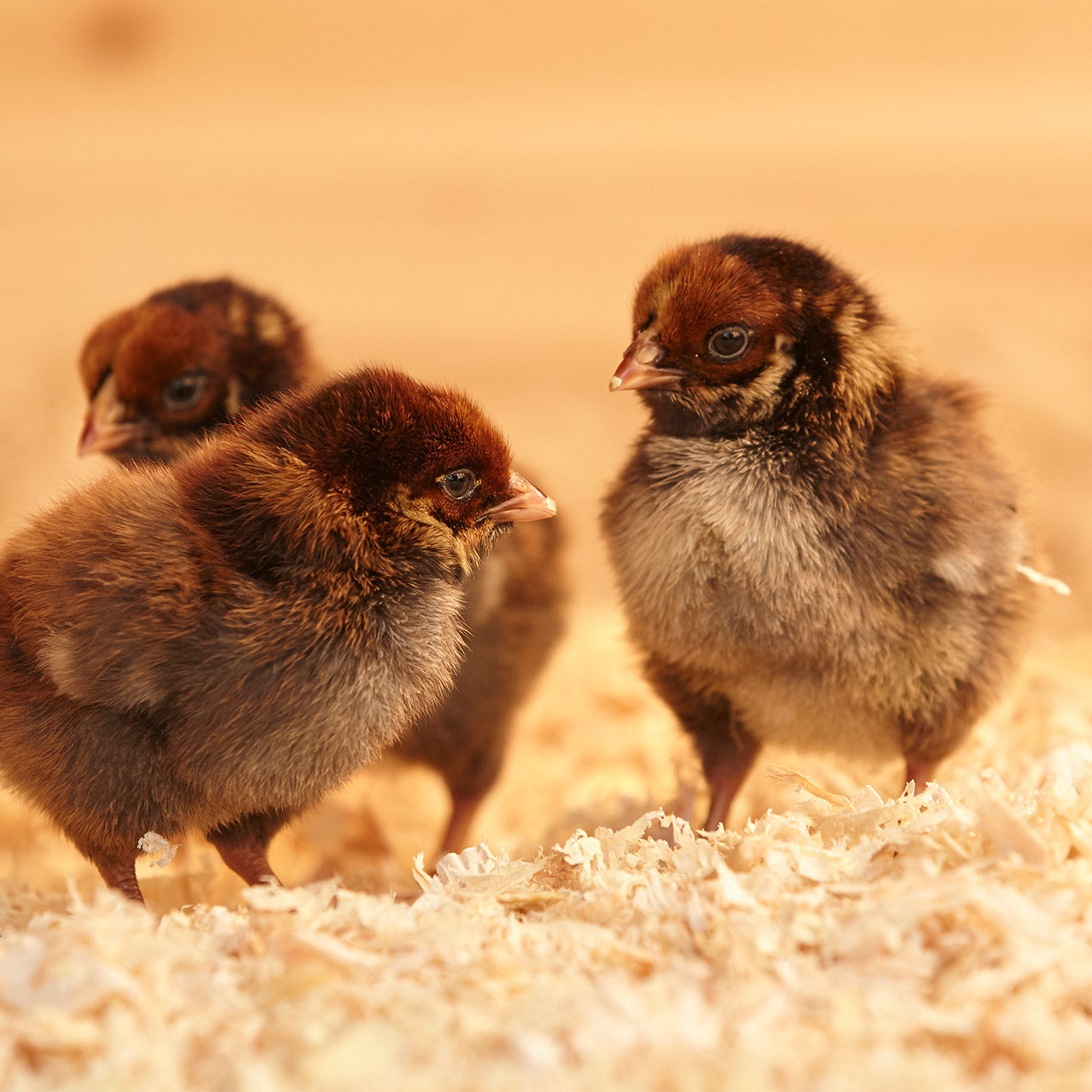 Simple tips for healthy chick nutrition
