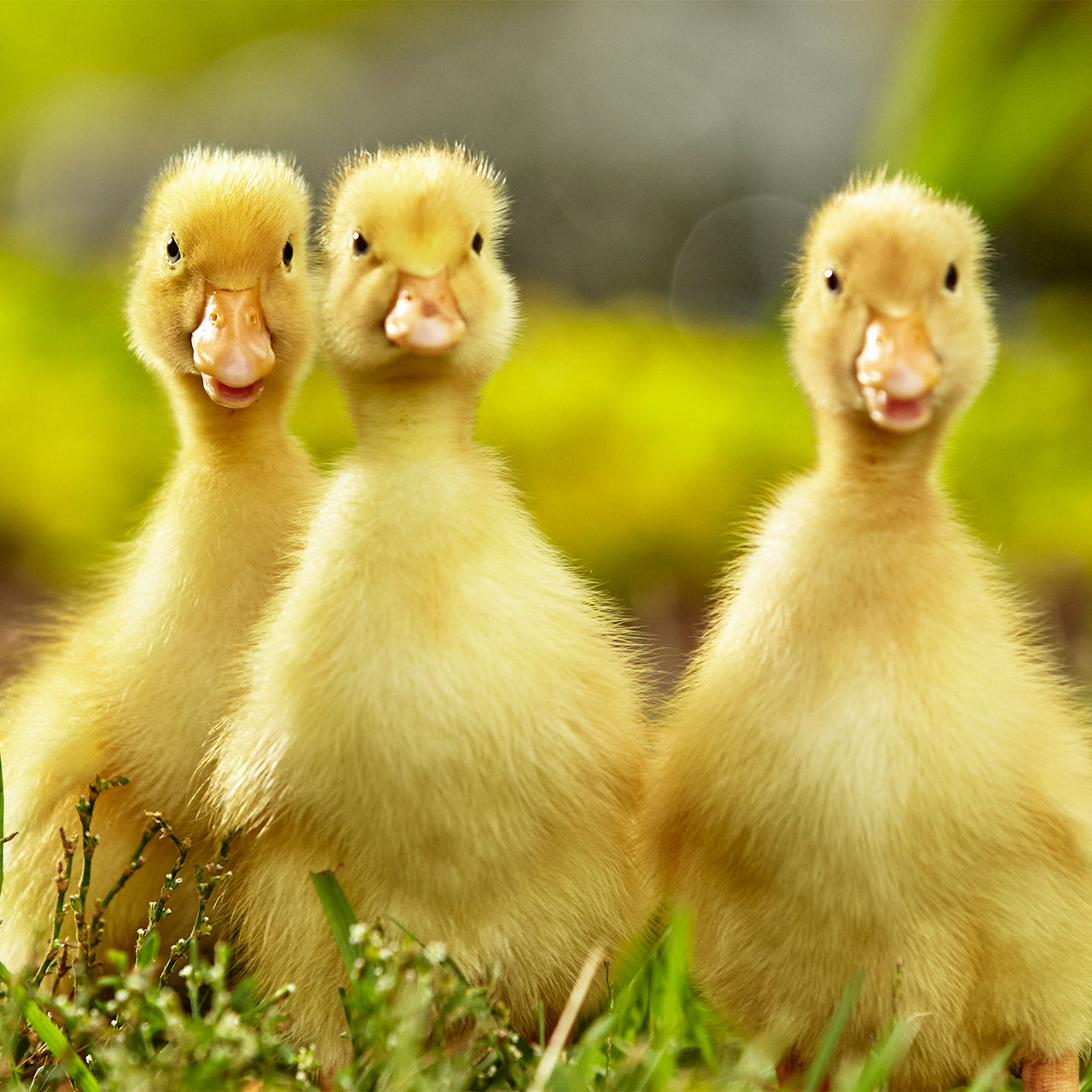 Important illnesses to watch for in young chicks