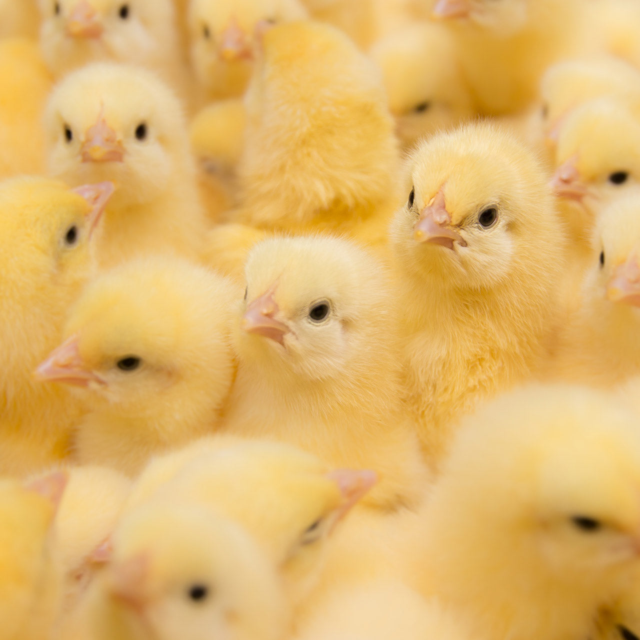 Bringing home baby chicks? Here's what you'll need