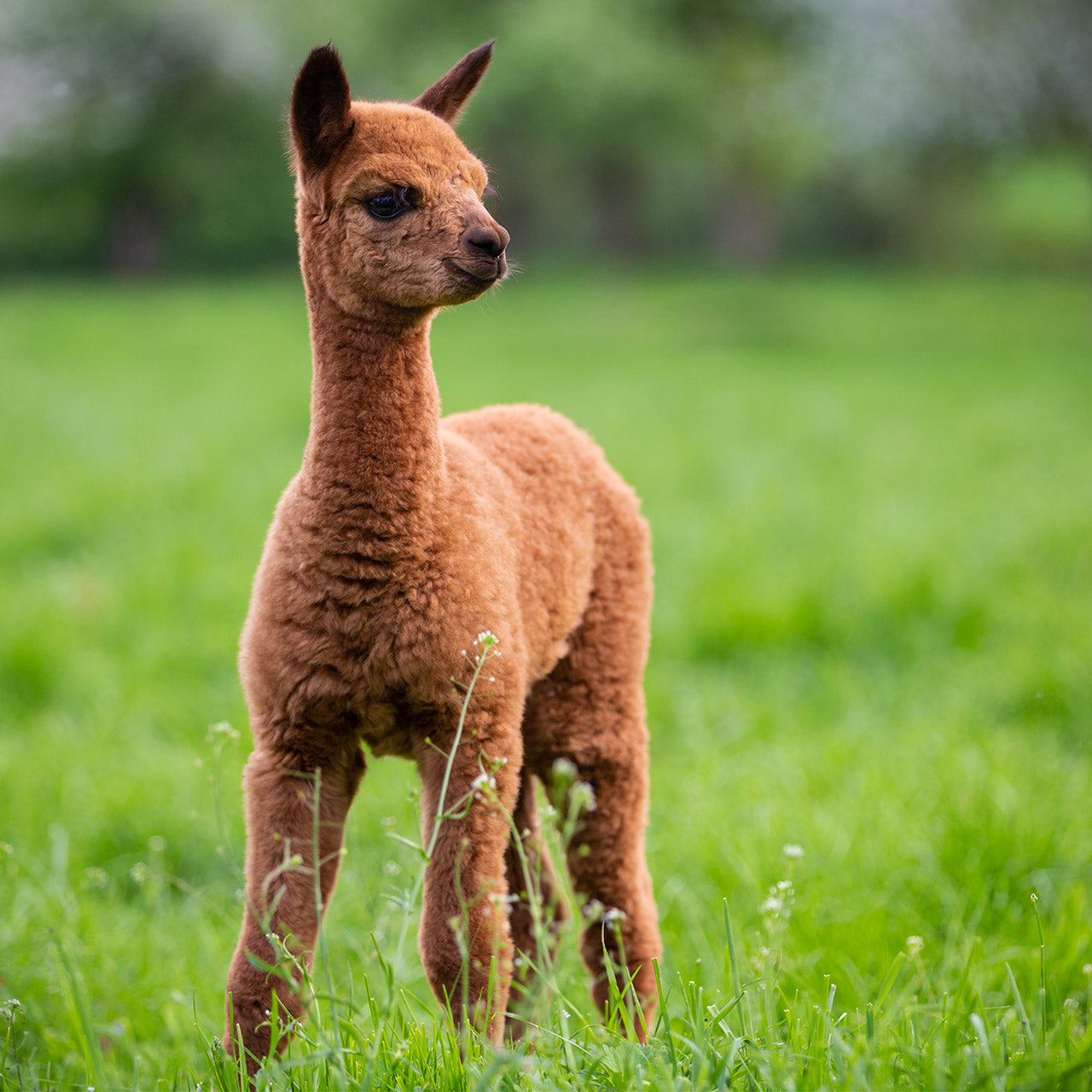 Feeding your baby cria: Day one through weaning