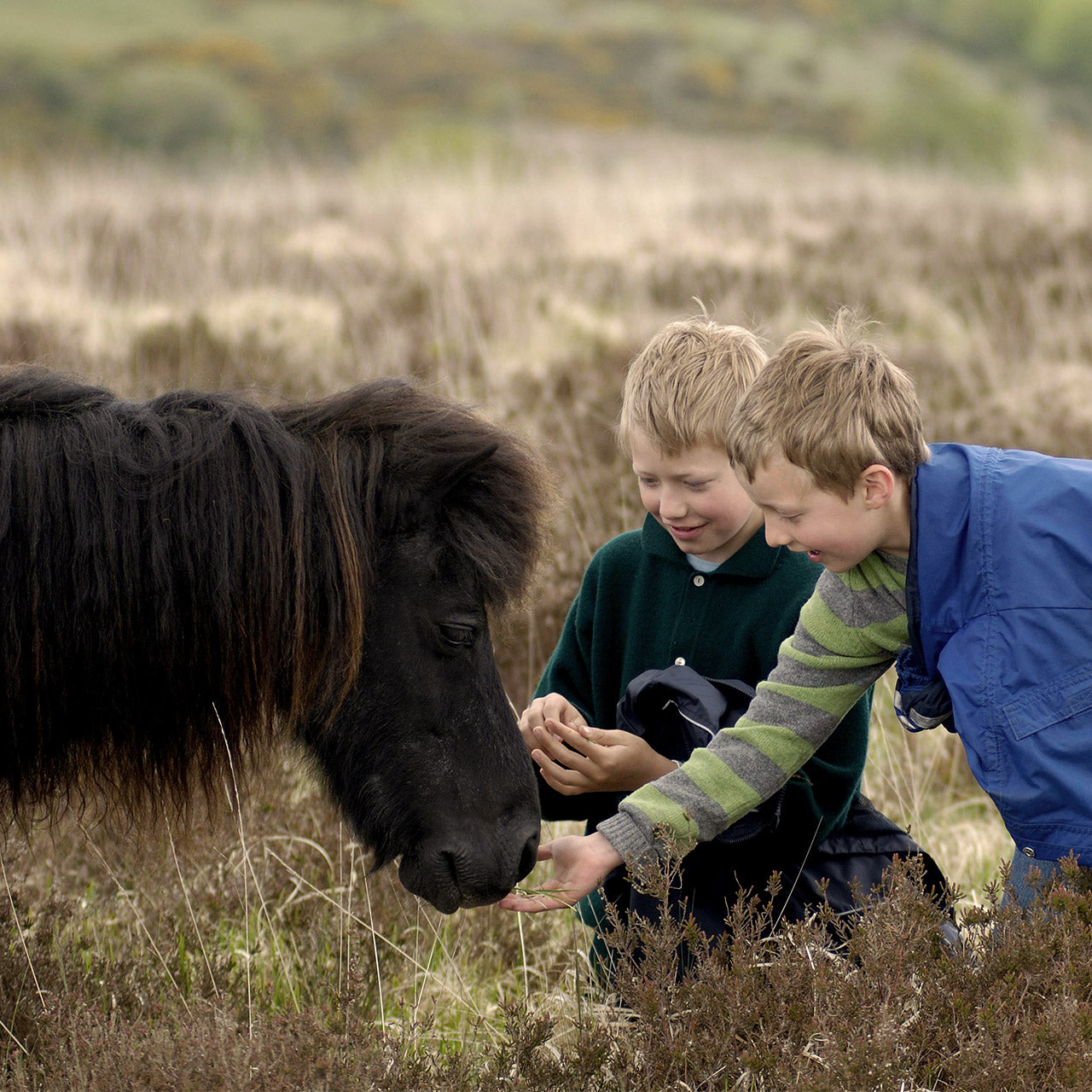 Feeding tips for your young foal