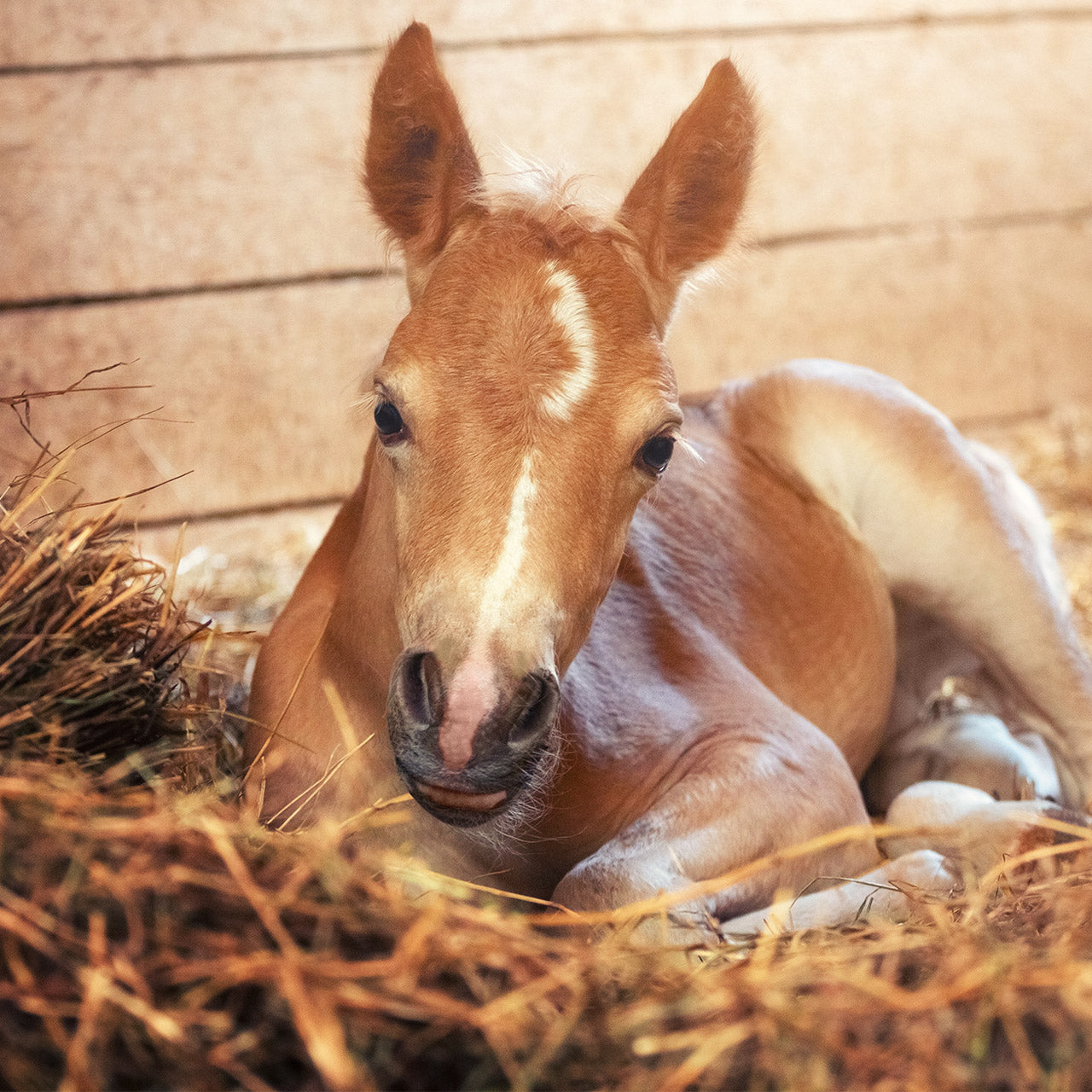 3 Tips to keep your new foal healthy