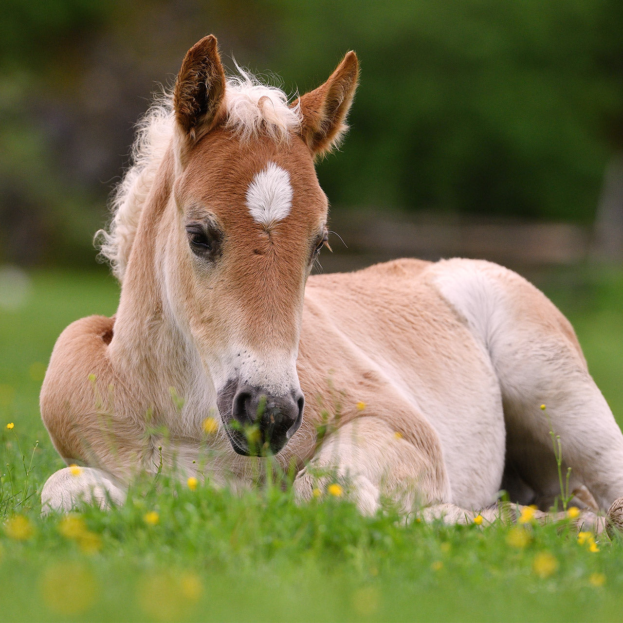 Housing and pasture needs for young horses