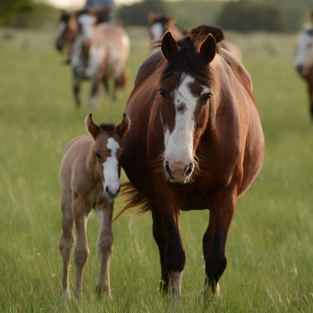 How to prepare for your mare to give birth