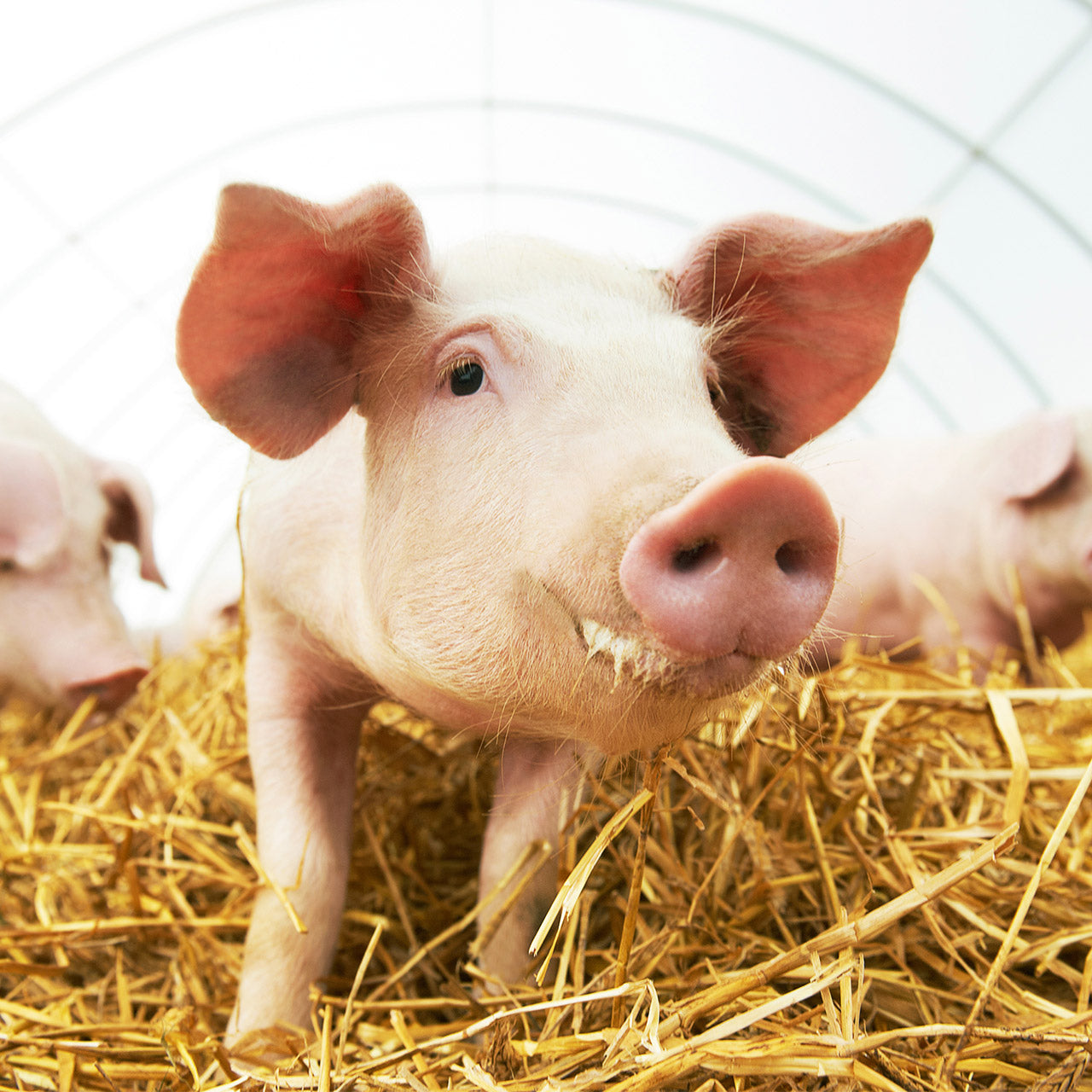 Effective ways to help keep your piglets healthy