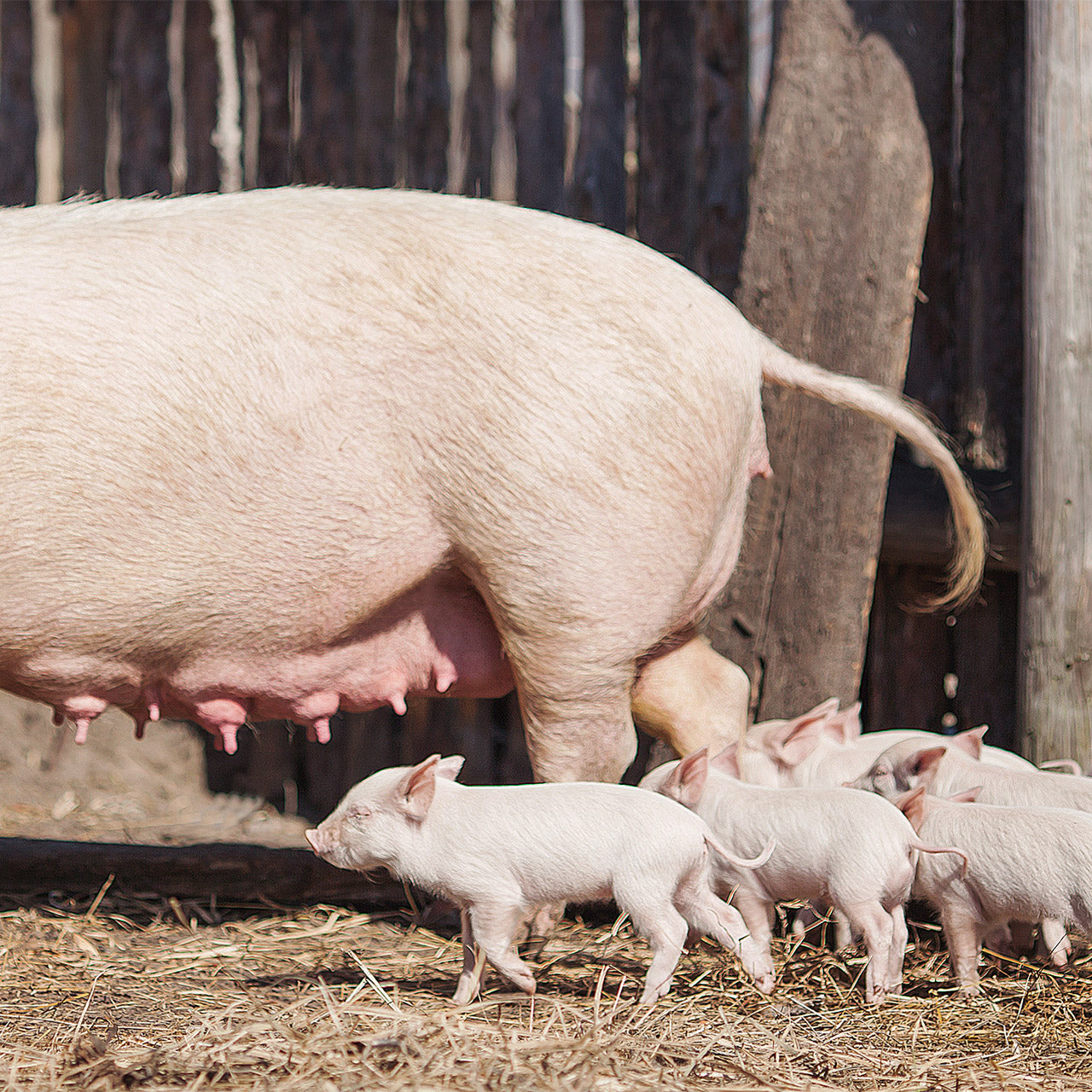 What to expect when your pig gives birth