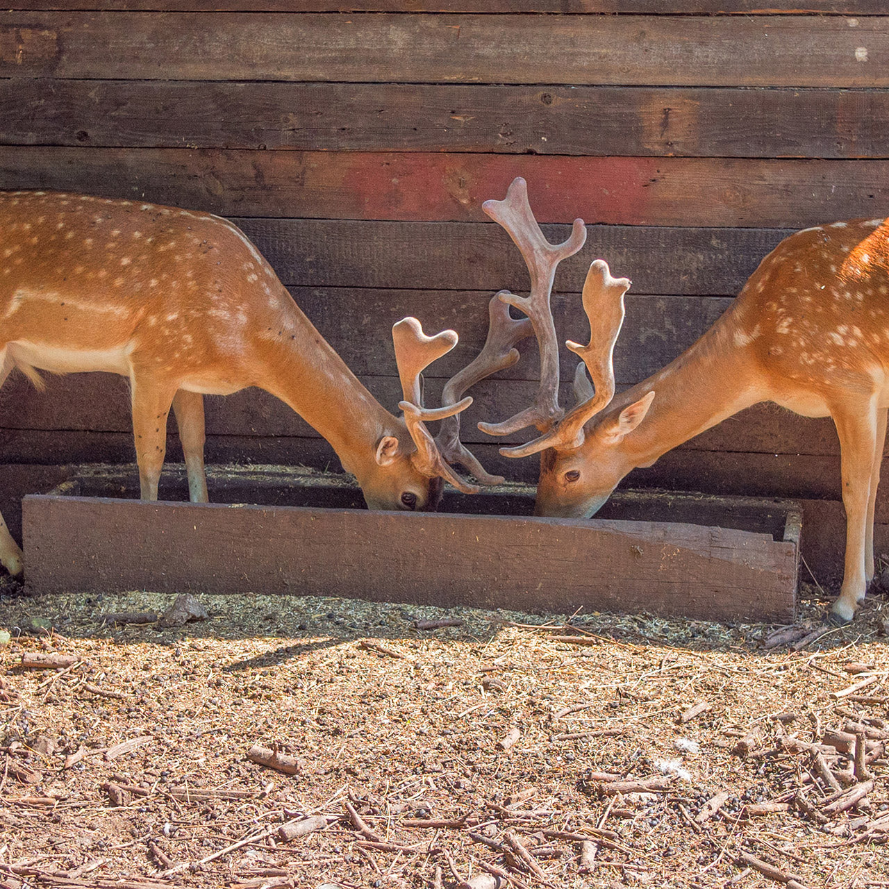 How to house your fawn or elk calf