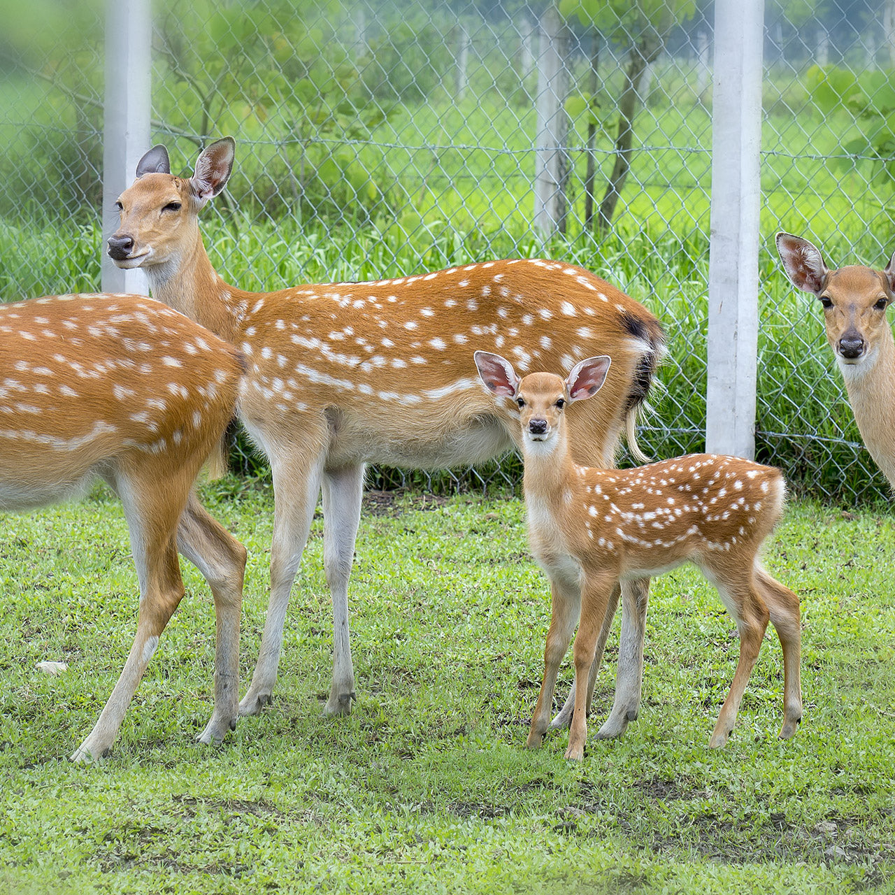 The birthing process in deer and elk