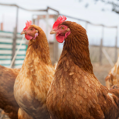 5 Tips for raising healthy chickens