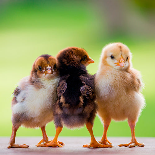 Are chickens right for you?