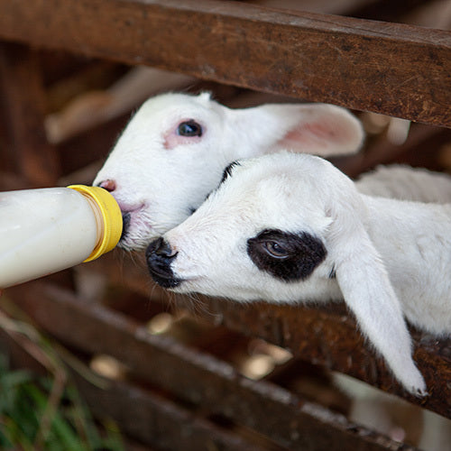 5 Ways to make barn chores easier