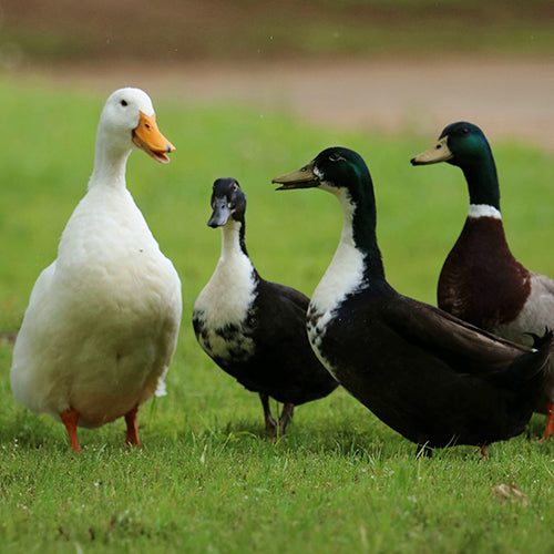 Prepare your ducks and geese for all seasons