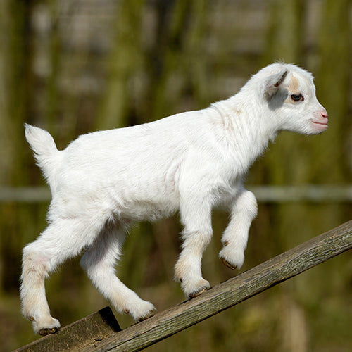 What to know before getting goats