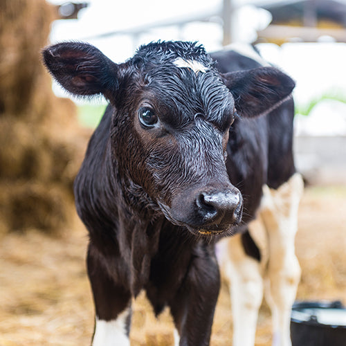 What to watch for in newborn calves