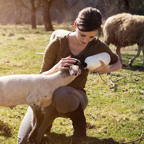 When To Use Colostrum and Milk Replacer
