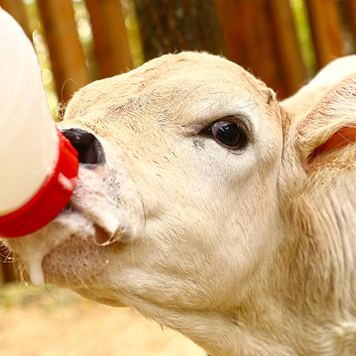 Which Sav-A-Caf® milk replacer is right for your calves?
