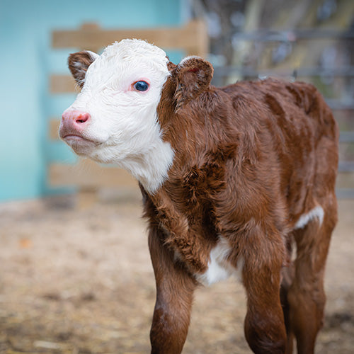 Why quality early-life nutrition matters in cattle