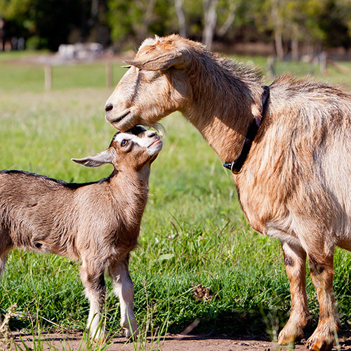 Your guide to goat care after kidding